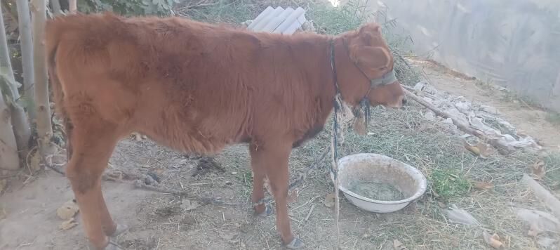 Paroda goleli sygyr - Сакарчага - img 4