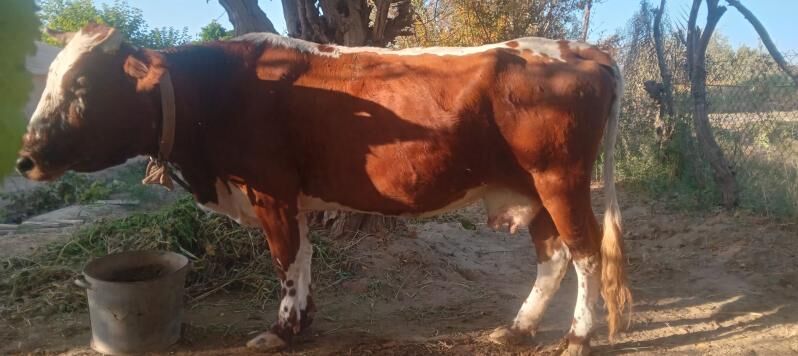 Paroda goleli sygyr - Сакарчага - img 2