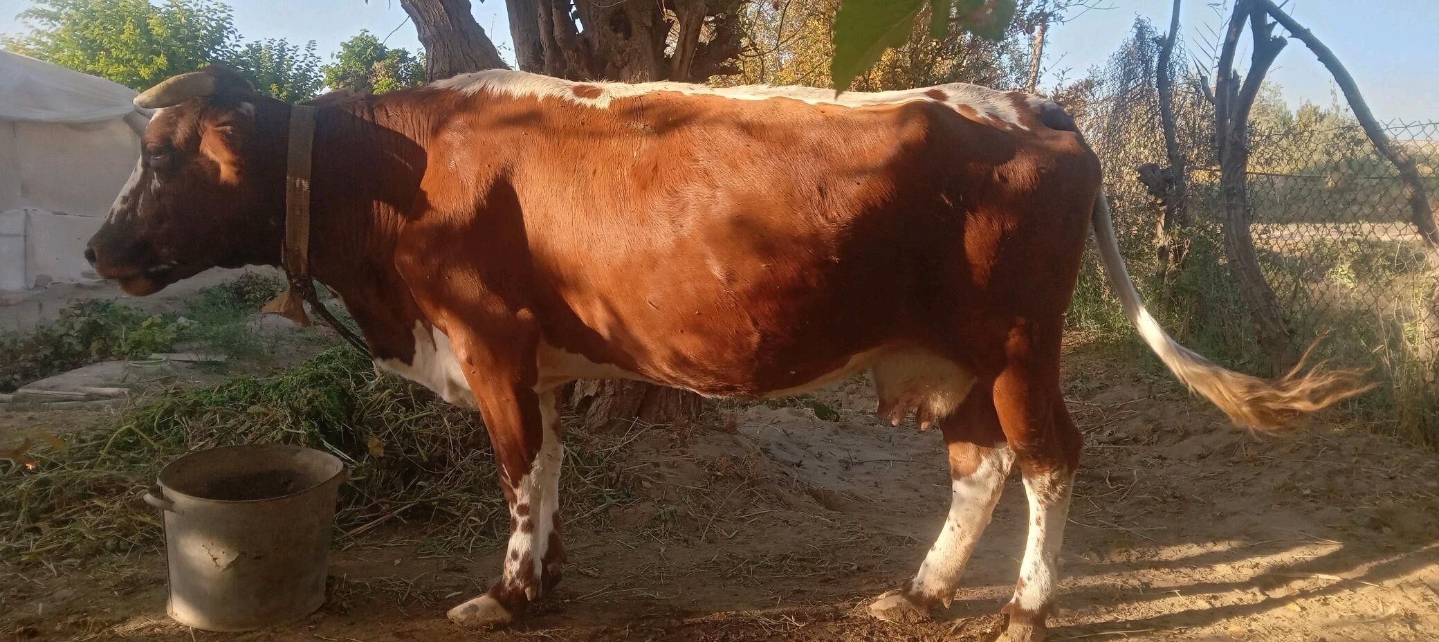 Paroda goleli sygyr - Сакарчага - img 1