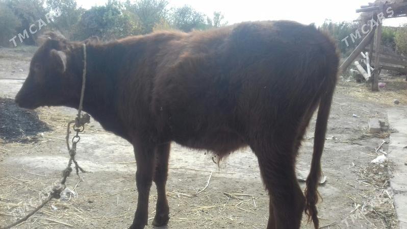 Öküz - Çärjew - img 4