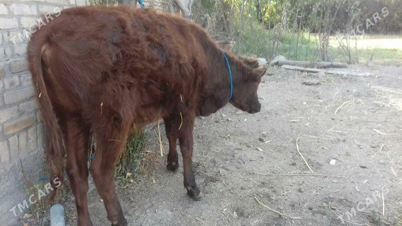 Öküz - Çärjew - img 2