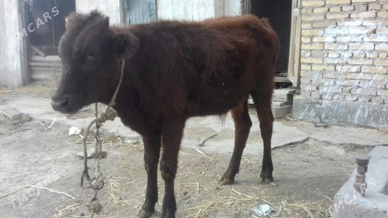 Öküz - Çärjew - img 3