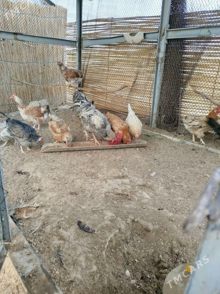 Towuk - Sakarçäge - img 1