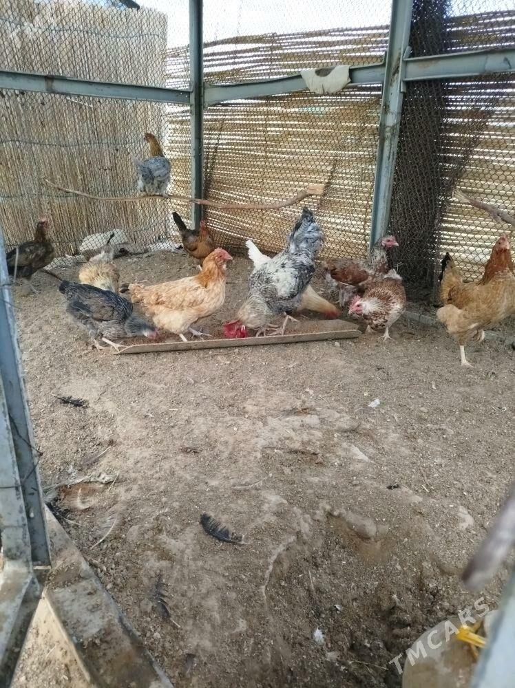 Towuk - Sakarçäge - img 2