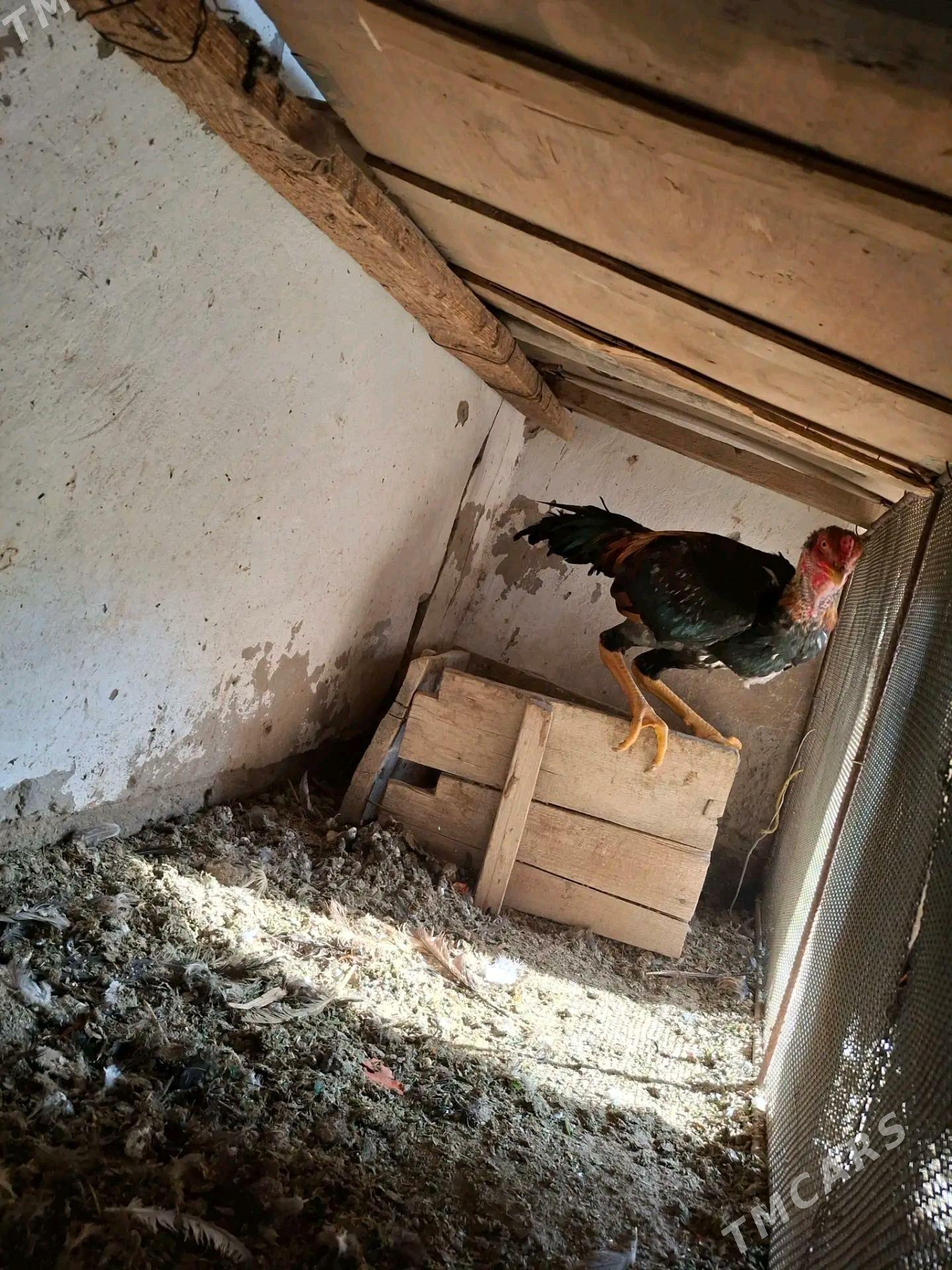 Baysok horaz - Туркменабат - img 2