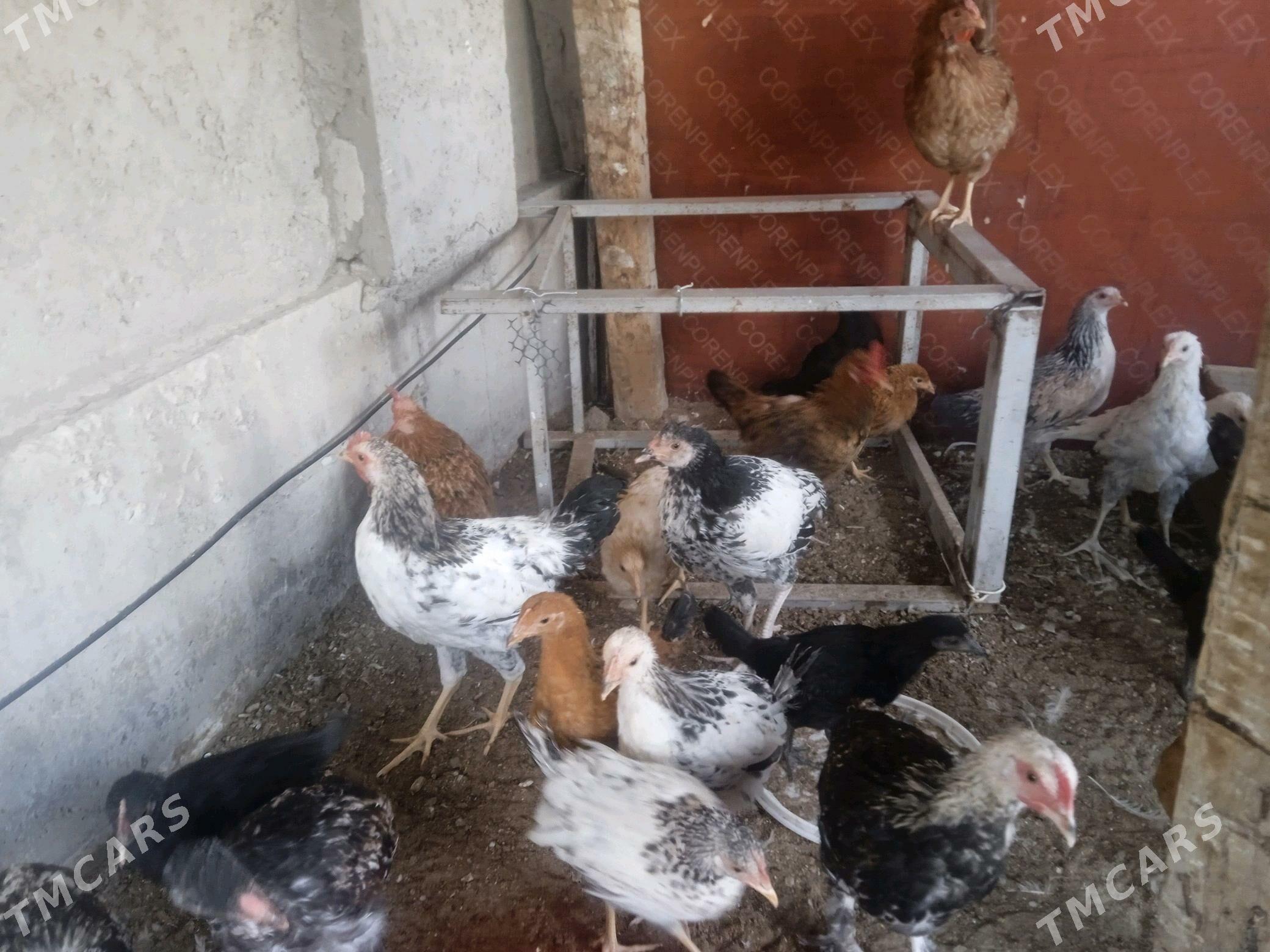 towuk - Балканабат - img 1