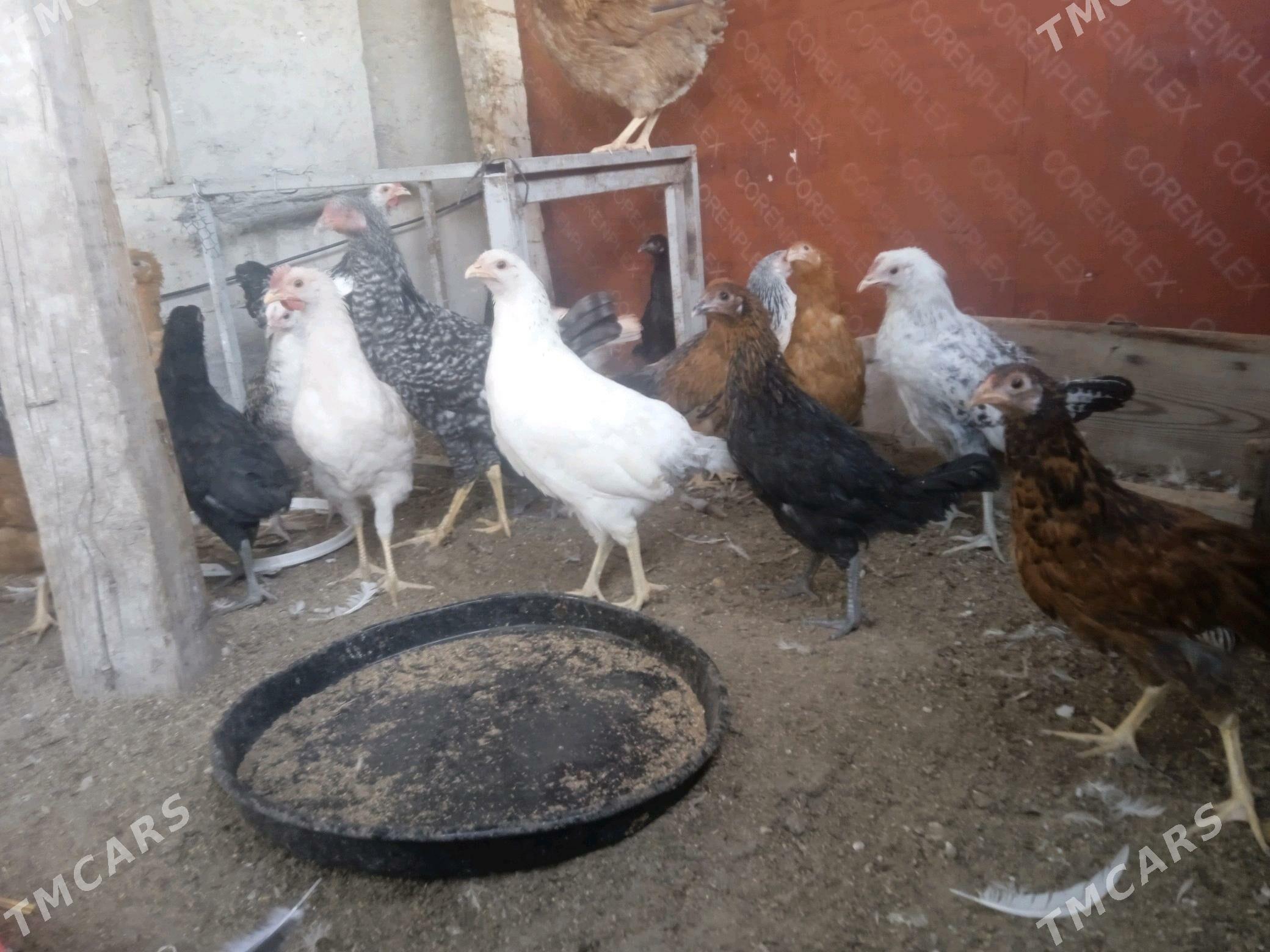 towuk - Балканабат - img 5