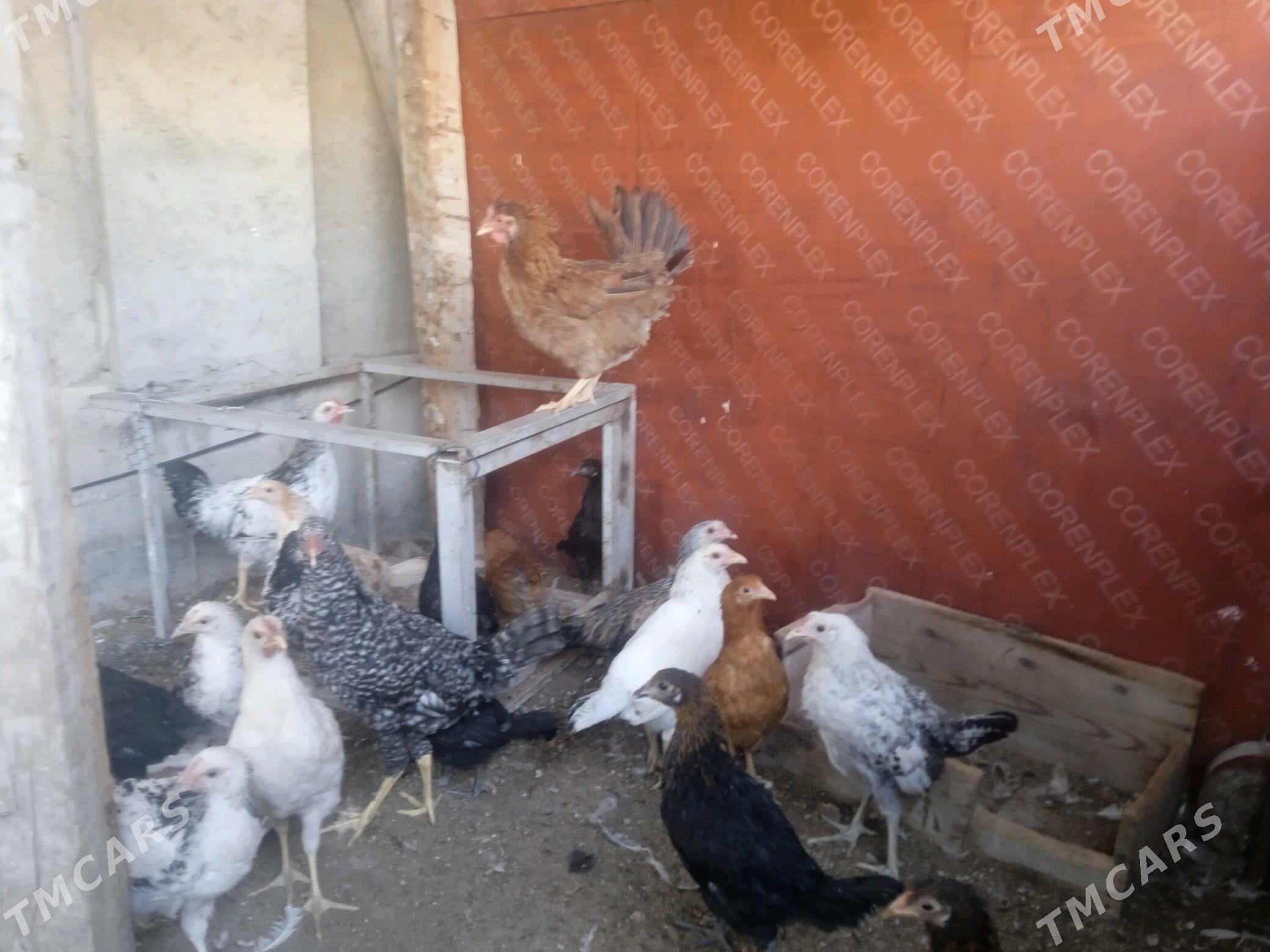 towuk - Балканабат - img 3