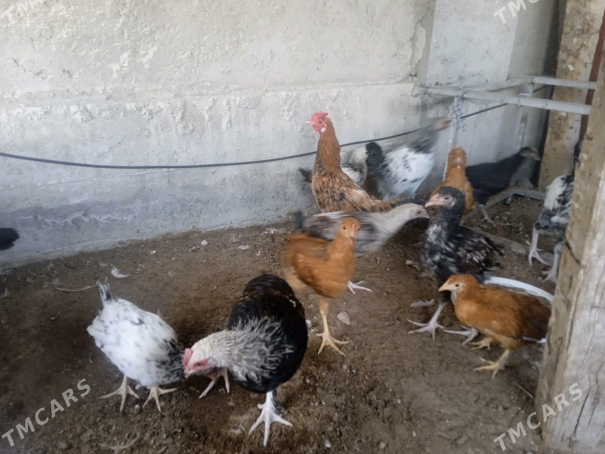 towuk - Балканабат - img 2