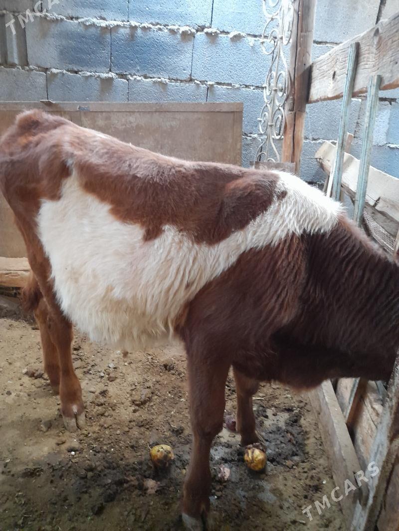 okuzje - Aşgabat - img 4