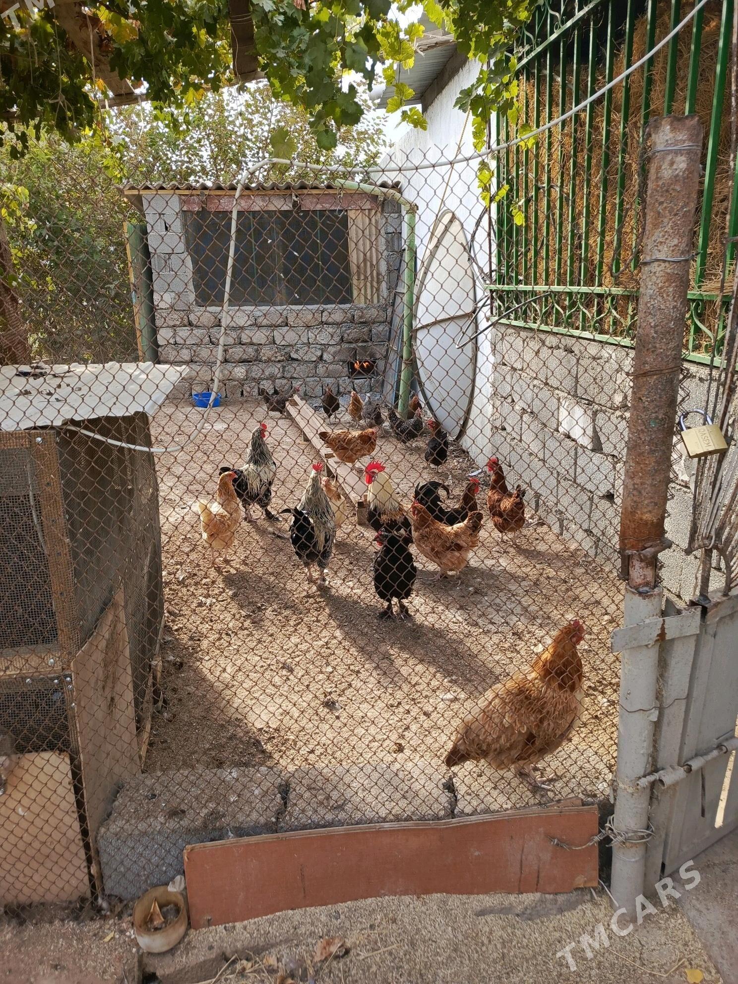 towuk - Çoganly - img 1