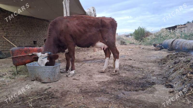 smental gatys saglyk - Çärjew - img 3