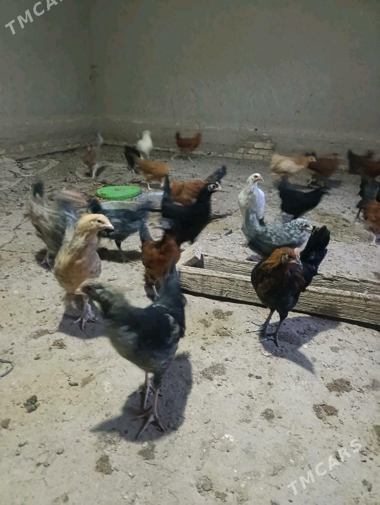 towuk jüýje - Ýolöten - img 1