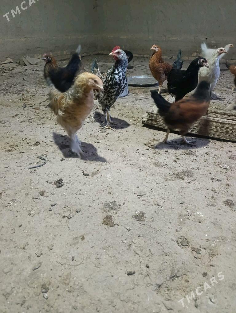 towuk jüýje - Ёлётен - img 2