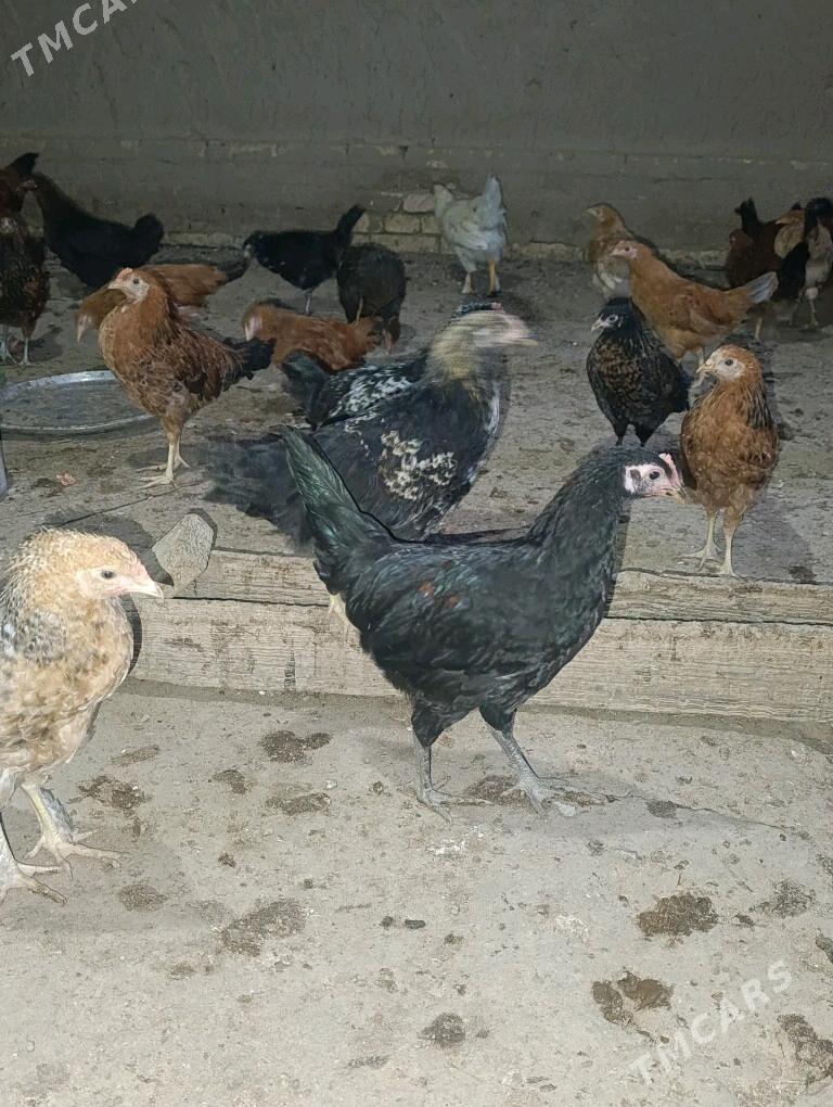 towuk jüýje - Ёлётен - img 3