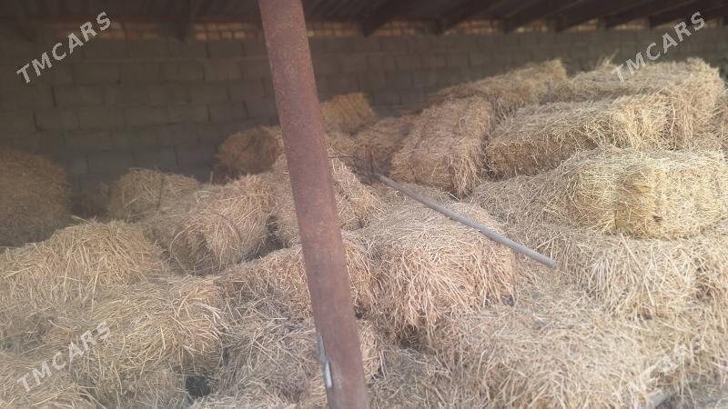 bede - Büzmeýin - img 2