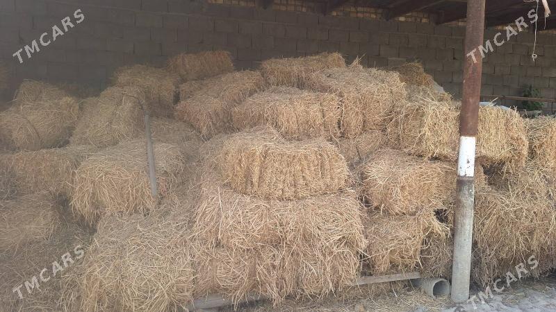 bede - Büzmeýin - img 1