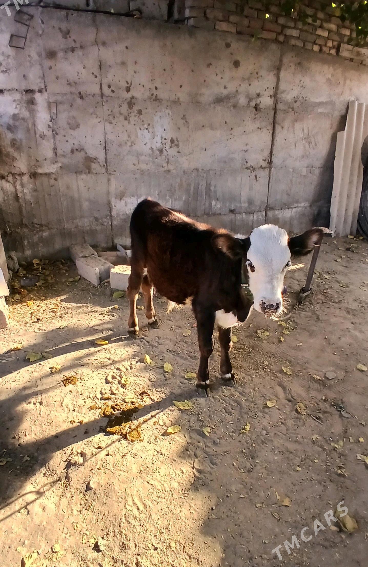 okuz - Gökdepe - img 2