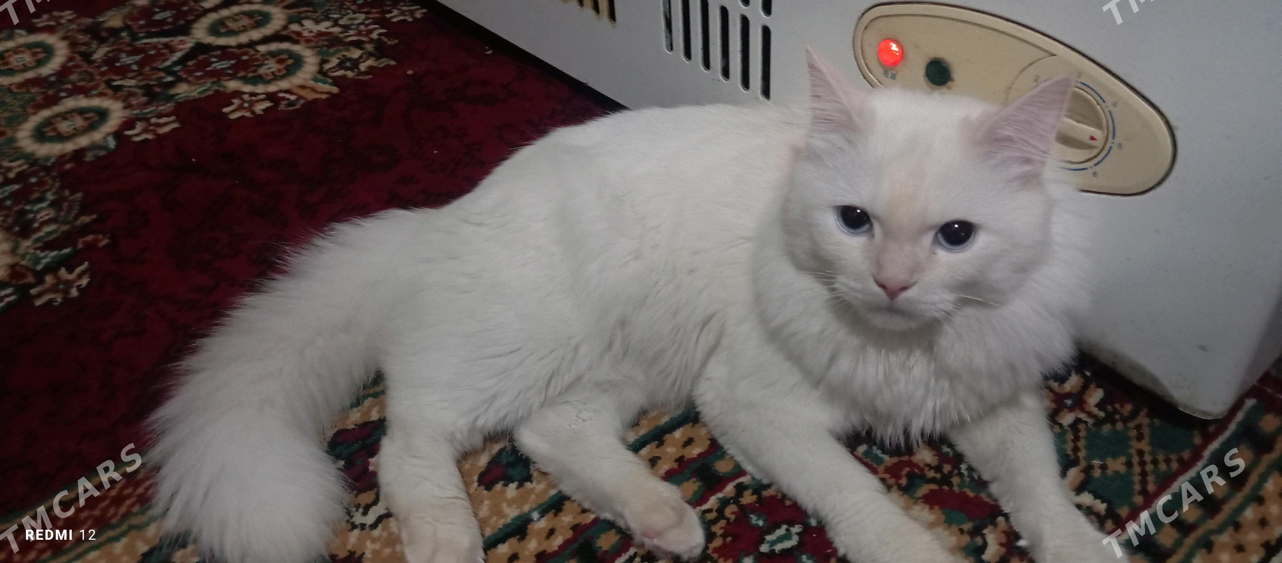 AK PIŞIK (белый кот) - Байрамали - img 2