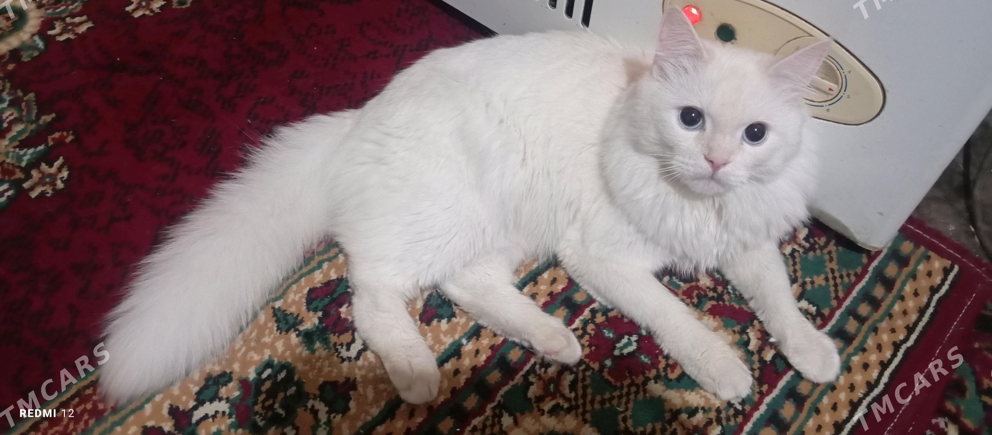AK PIŞIK (белый кот) - Байрамали - img 1