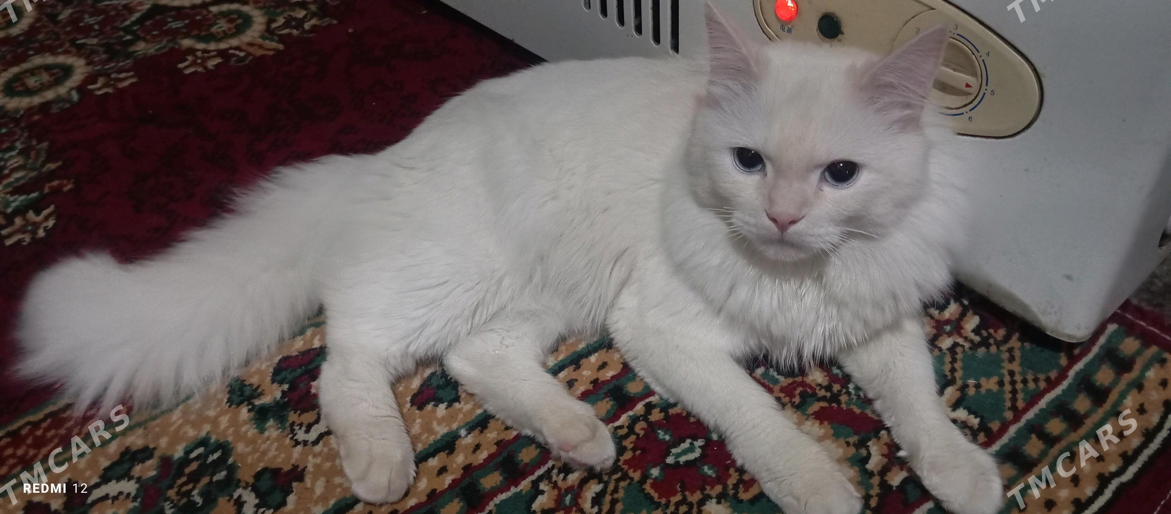 AK PIŞIK (белый кот) - Байрамали - img 3