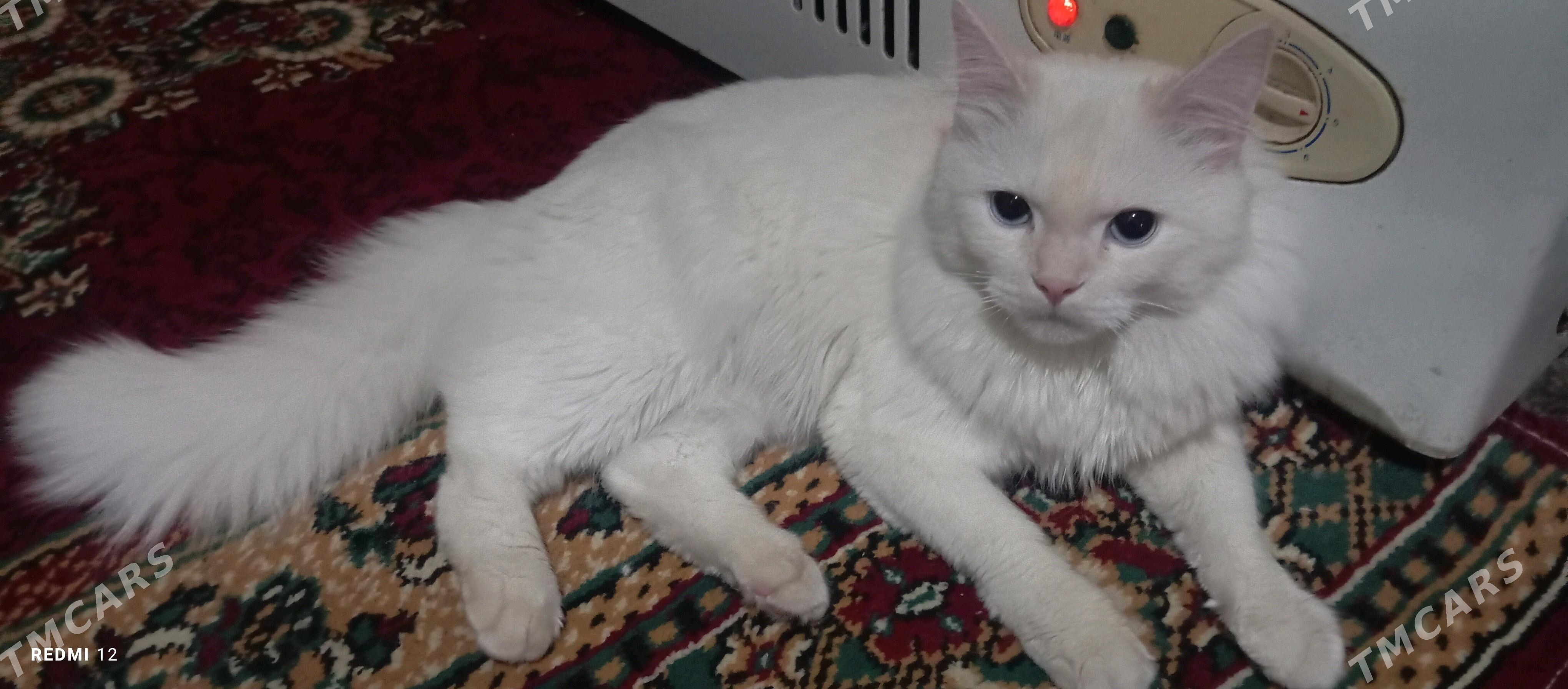 AK PIŞIK (белый кот) - Байрамали - img 4