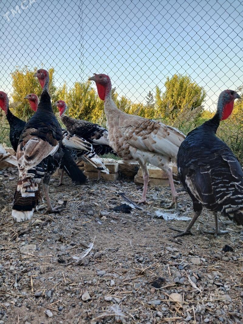 induk satlyk - Gökdepe - img 2