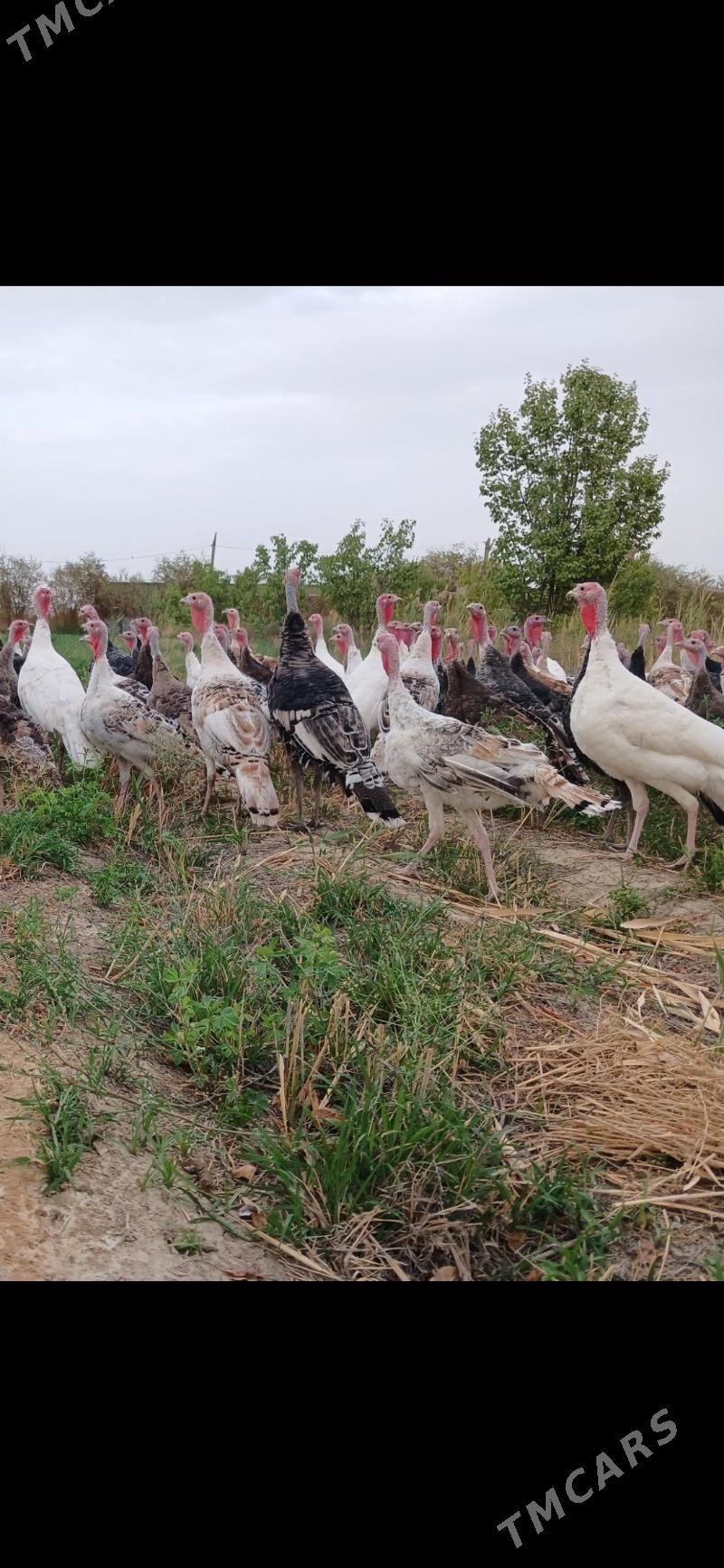 induk satlyk - Gökdepe - img 4