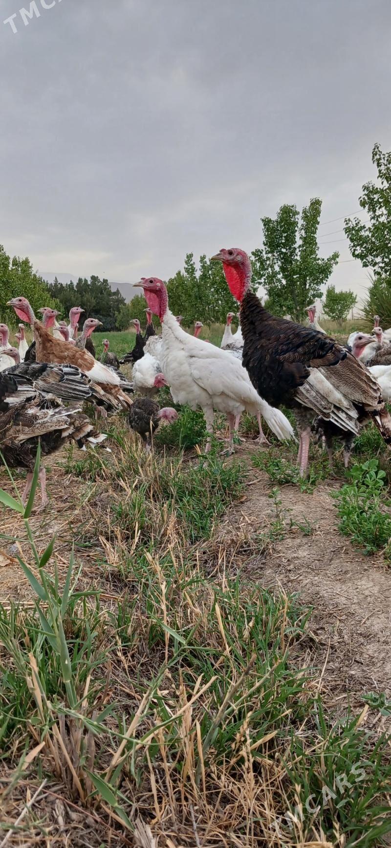 induk satlyk - Gökdepe - img 5