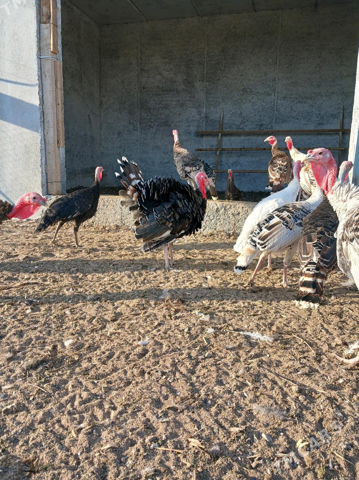 induk satlyk - Gökdepe - img 3