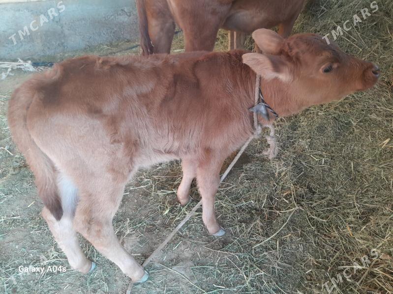 gòleli sygyr - Babadaýhan - img 2