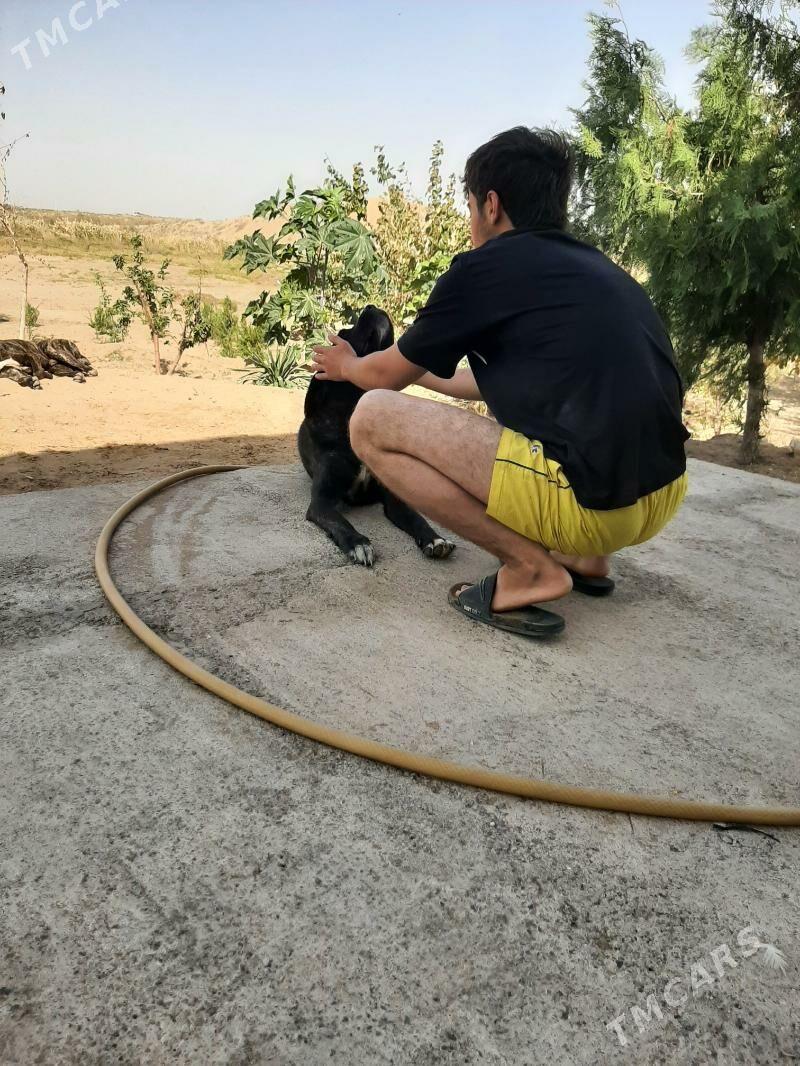 paroda italyan kani korsa - Рухабат (90-й разьезд) - img 2