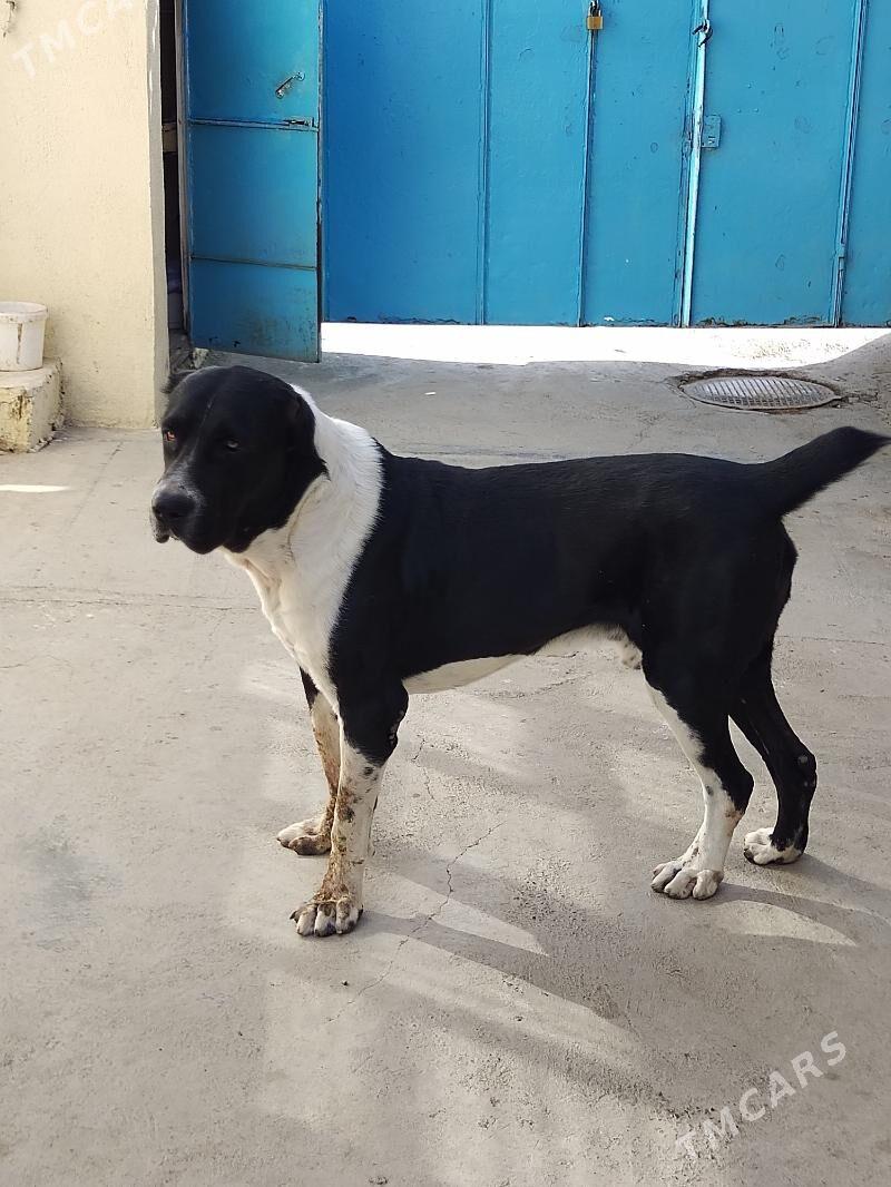 Бургид - Хитровка - img 3