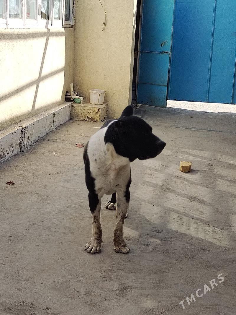 Бургид - Хитровка - img 2