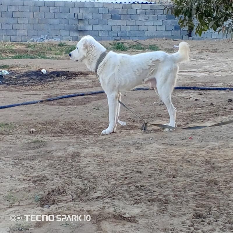 ala debay köpek it - Herrikgala - img 4