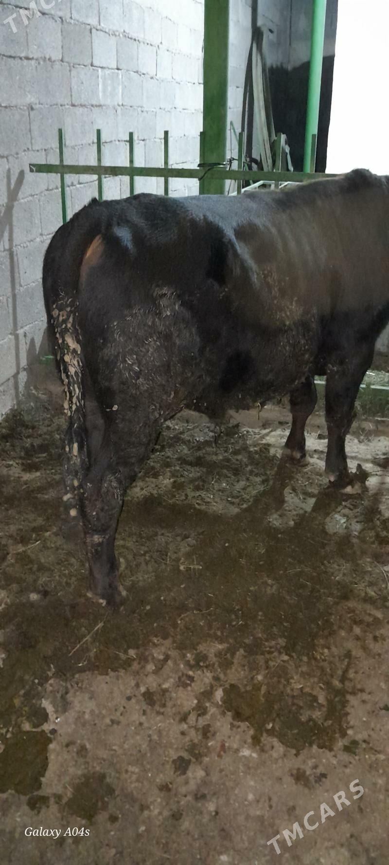 okuz - Гёкдепе - img 3