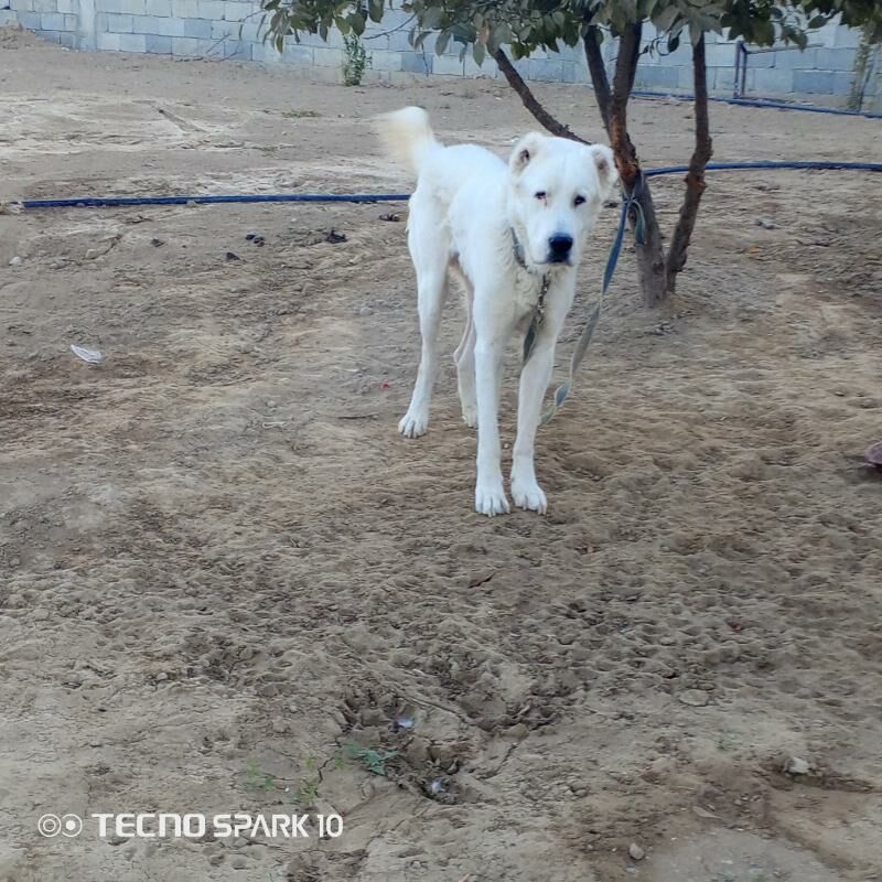 ala debay köpek it - Herrikgala - img 6