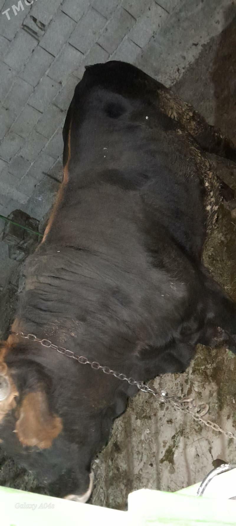 okuz - Гёкдепе - img 2