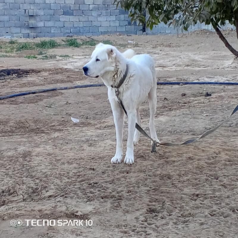 ala debay köpek it - Herrikgala - img 5