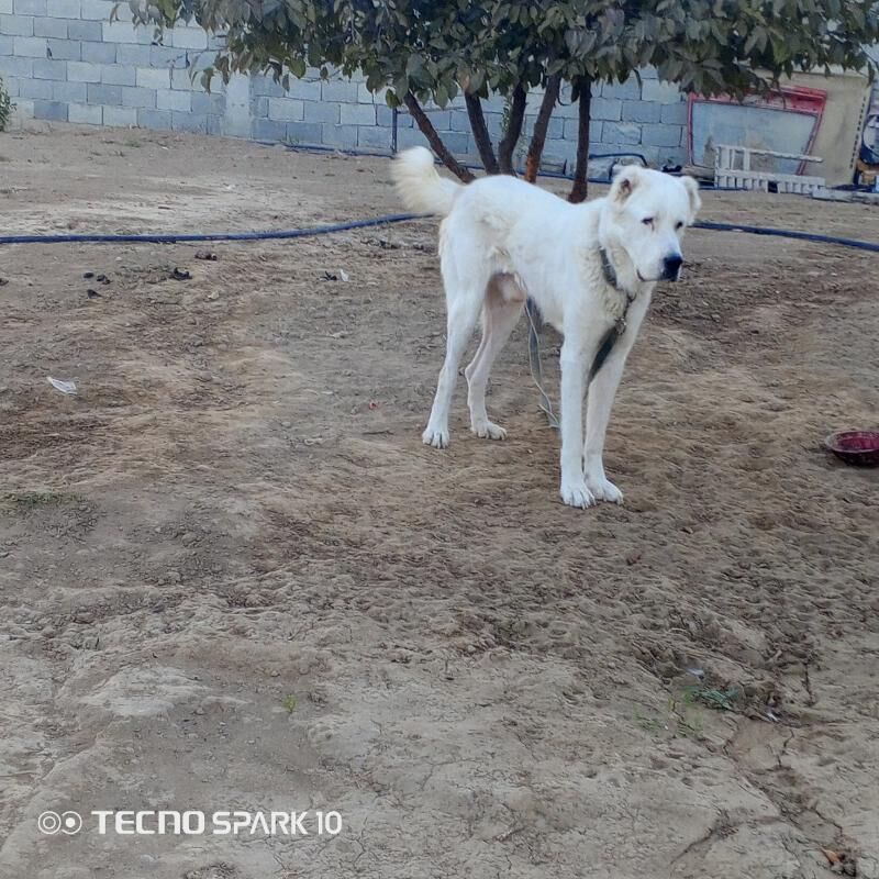 ala debay köpek it - Herrikgala - img 3