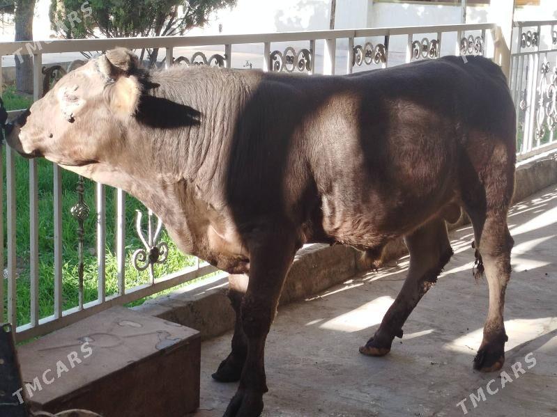 Okuz - Büzmeýin - img 1