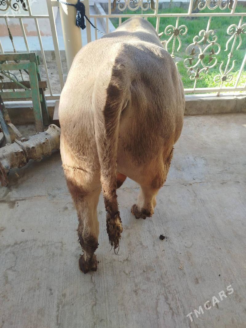 Okuz - Büzmeýin - img 5