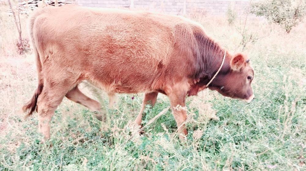 okuz - Gökdepe - img 2