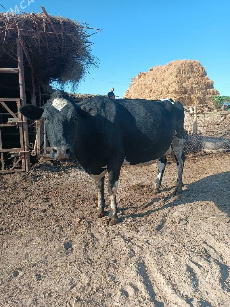 Galişdeýin sygyr - Halaç - img 1