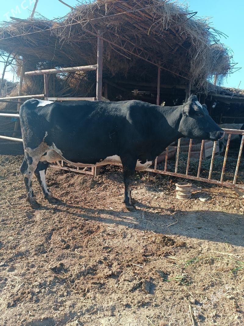 Galişdeýin sygyr - Halaç - img 3