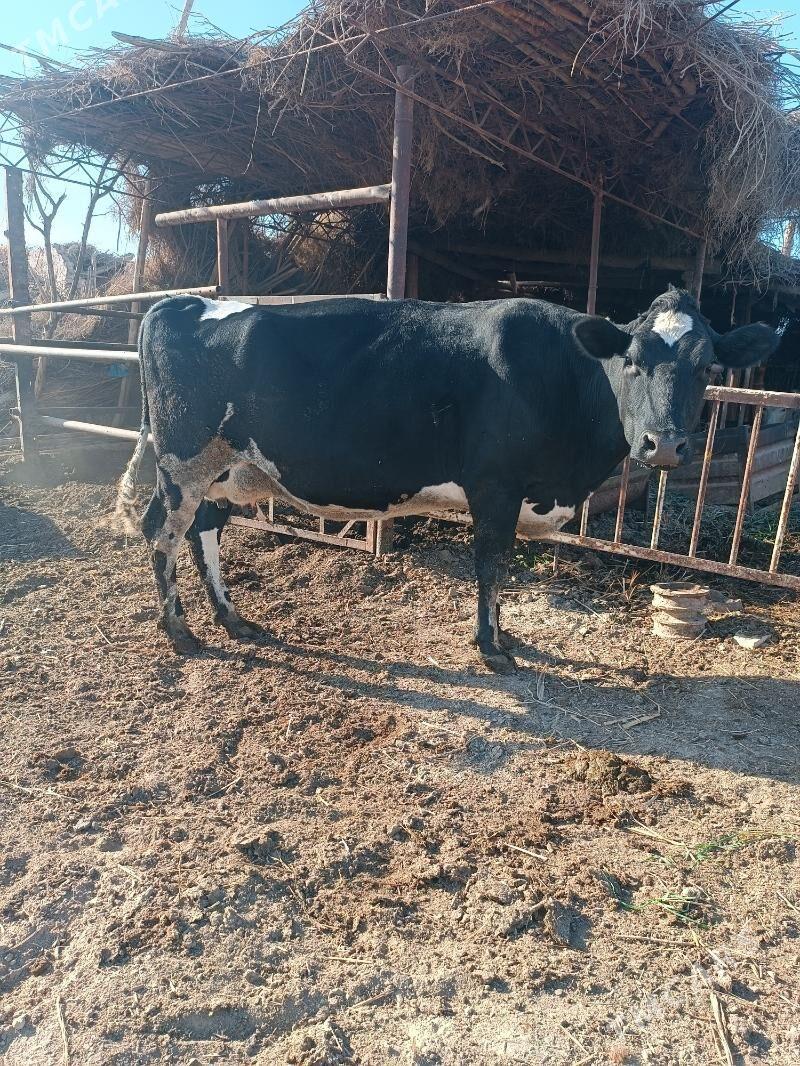 Galişdeýin sygyr - Halaç - img 4