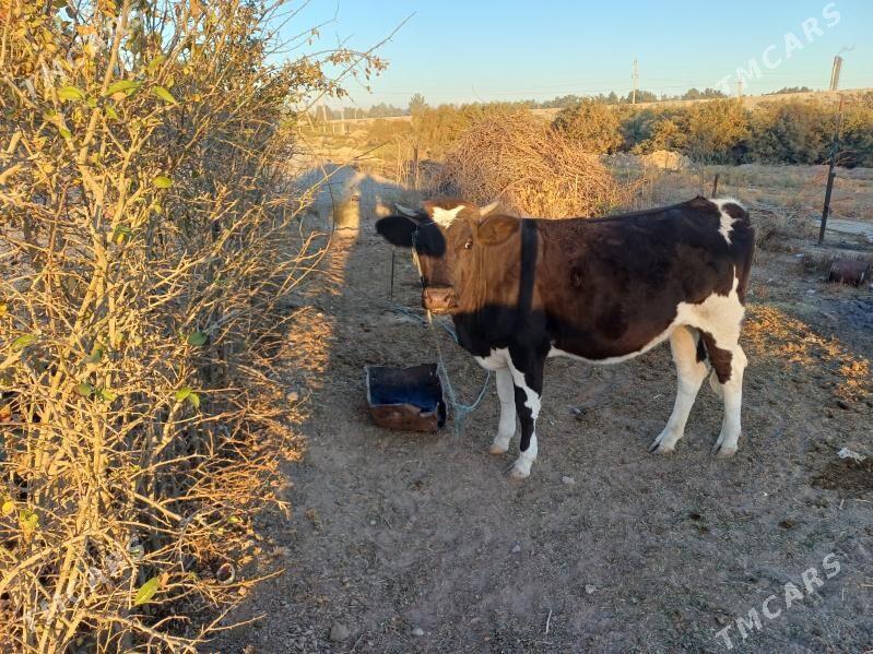 sygyr swes tohum - Gökdepe - img 2