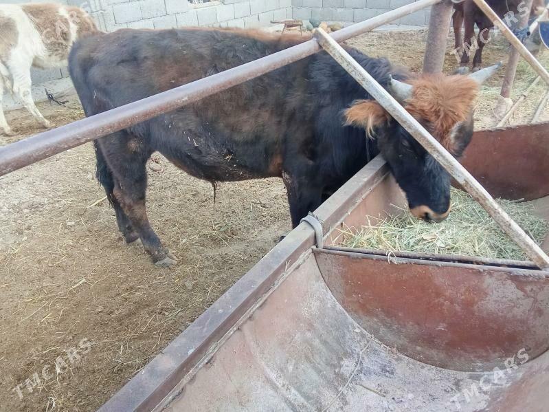 Okuzler - Мары - img 6