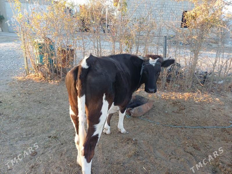 sygyr swes tohum - Gökdepe - img 3