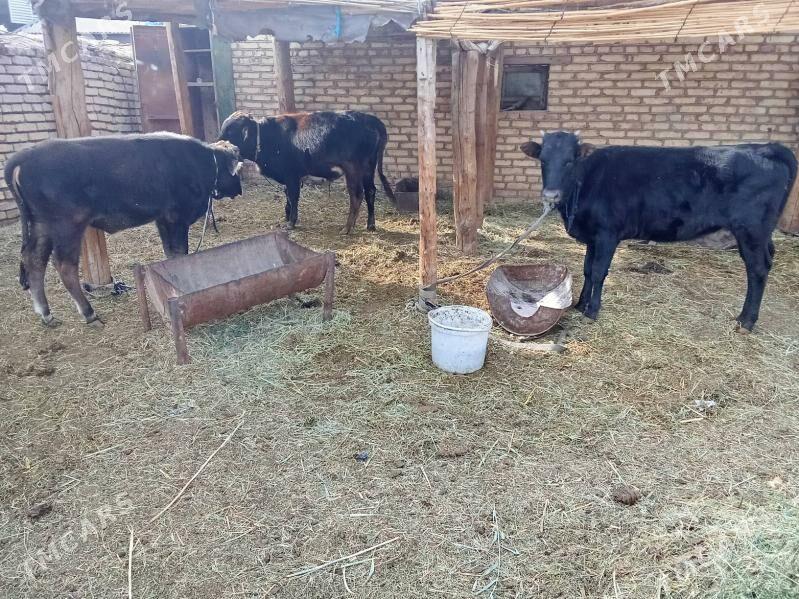 Okuzler - Мары - img 1